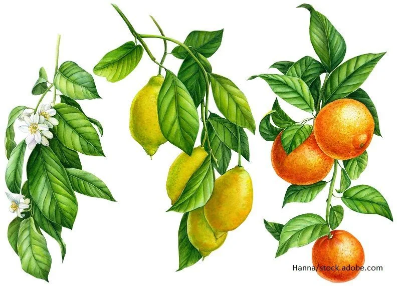 Zitronen und Orangen Grafik